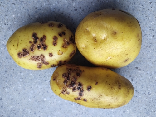 Порошиста парша (Spongospora subterranea) на картоплі